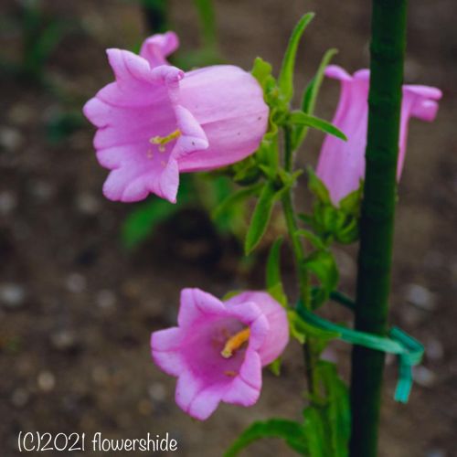 #flowers #flower #flowerlovers #花 #花が好きな人と繋がりたい #花好きな人と繋がりたい #写真好きな人と繋がりたい #beautifulflowers #su