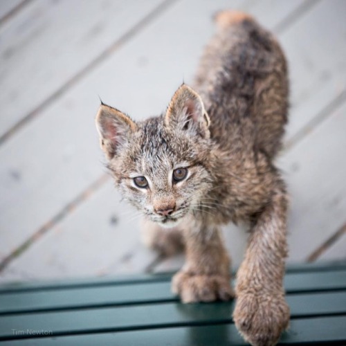 zooophagous: gelana78: catsbeaversandducks: Anchorage Resident Tim Newton Awoke To The Sound Of So