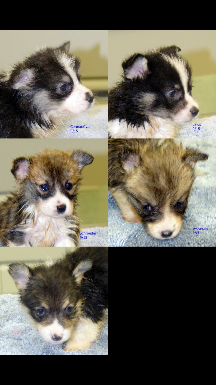 laceythecorgi:  Happy 1st Birthday to Louie Linus and all of his siblings! 