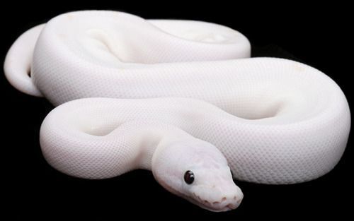 cruiserswagger:  ainawgsd:  Leucistic amphibians and reptiles Leucism (loo-si-zem)