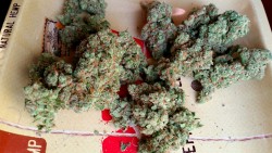 cloudyheadedstoner:  14Gs Apple Jacks