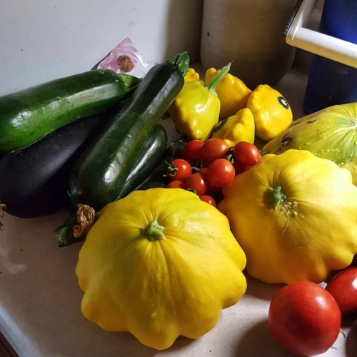 Squash, anyone? #gardening #gardens #gardensofinstagram