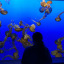 phantomjellies