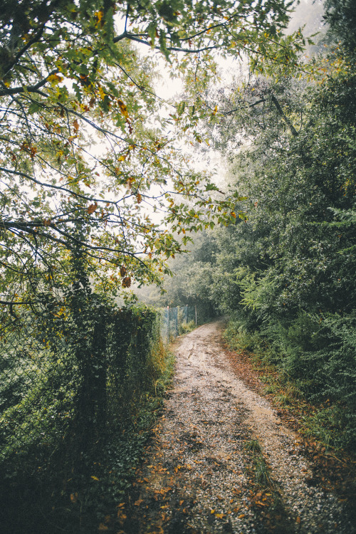 elenamorelli: { this morning // lots of green, a little bit of orange }