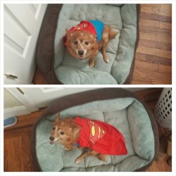 #superman #superdog #cosplay