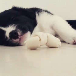 spilltojill-pets-dogs-cats:by bordercolliezz