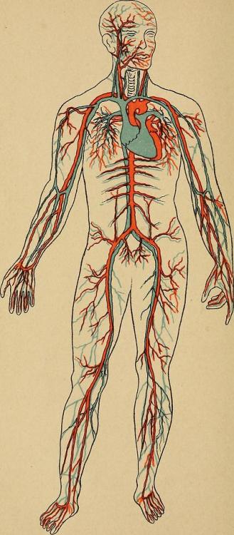 The outlines of anatomy, physiology, and hygiene, 1889