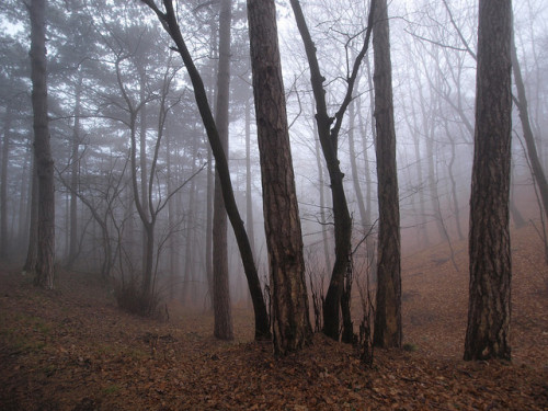 Fog in the forest by Roberto Verzo on Flickr.