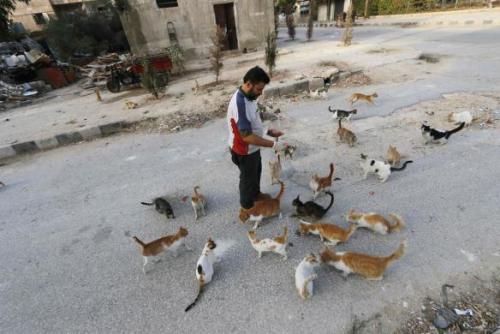 catsbeaversandducks: Alaa, an ambulance driver, feeds cats in Masaken Hanano in Aleppo. Alaa buys ab