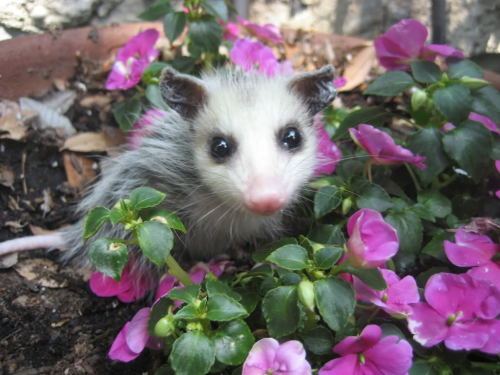 opossummypossum: by jenniferch!