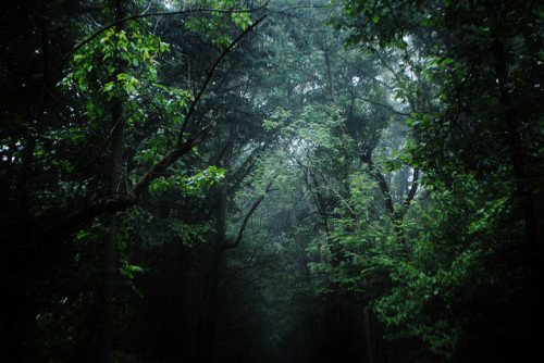 DARK &amp; LIGHT WOODS by revanchiastic on Flickr.