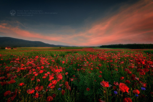 te5seract: poppies &amp; poppies2 by Piotr Krol