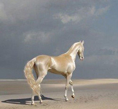 spektordetektor:  The Akhal Teke, a  breed of horse from Turkmenistan famed for their metallic 