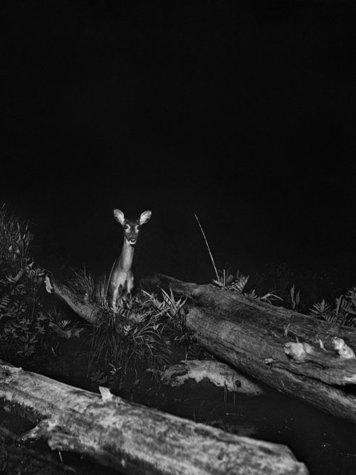 In the Heart of the Dark Night (1898) by George Shiras 