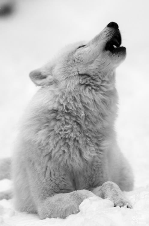 onlywolves:  &lsquo;I lose or I win?&rsquo; https://twitter.com/MartuGandulfo