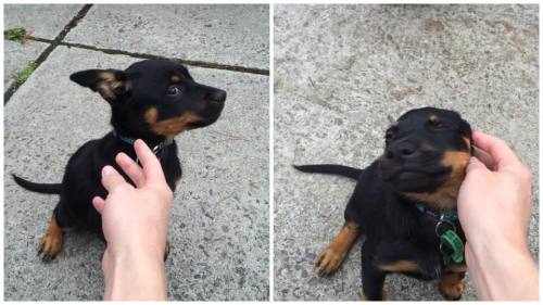 awwww-cute:  “Who are you?” to “I love you!” in 3 seconds