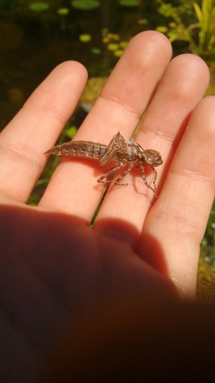 Exuviae (shed larval exoskeletons) from two different species of dragonflies! Found these on rushes 