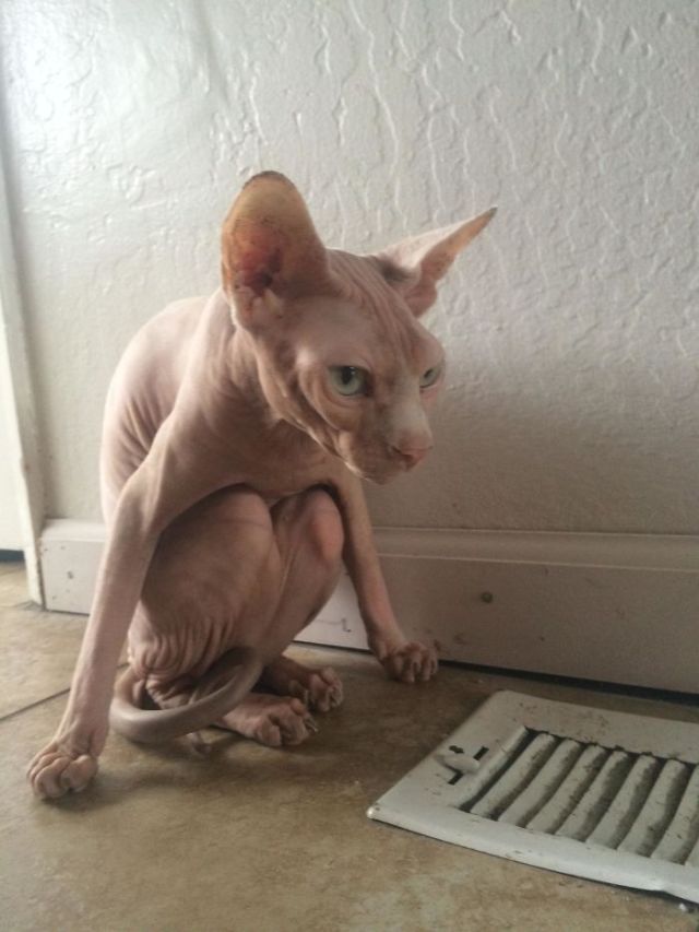 lolawashere:awesome-picz:Sphynx Cats Are Not As Photogenic As Other Cats.They’re perfect, all of them!