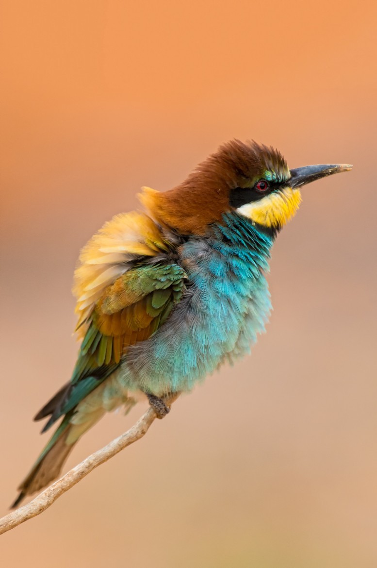 magicalnaturetour:  Abejaruco by Fran Ojeda / 500px 