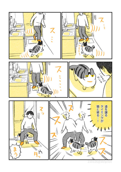 highlandvalley:  水のたゆたいが気になる猫https://twitter.com/delpilot/status/1375372378260172800