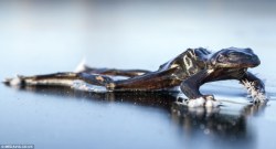 bentop-rises:  sixpenceee:  This frog froze solid while searching for a mate on an icy Norwegian lake. Photographer Svein Nordrum, 54, discovered the creature caught out by freezing conditions.   