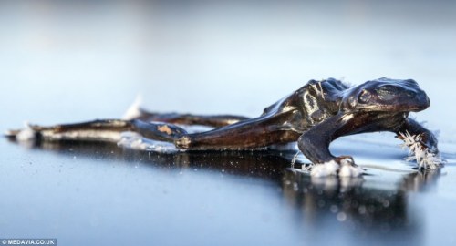 Sex bentop-rises:  sixpenceee:  This frog froze pictures