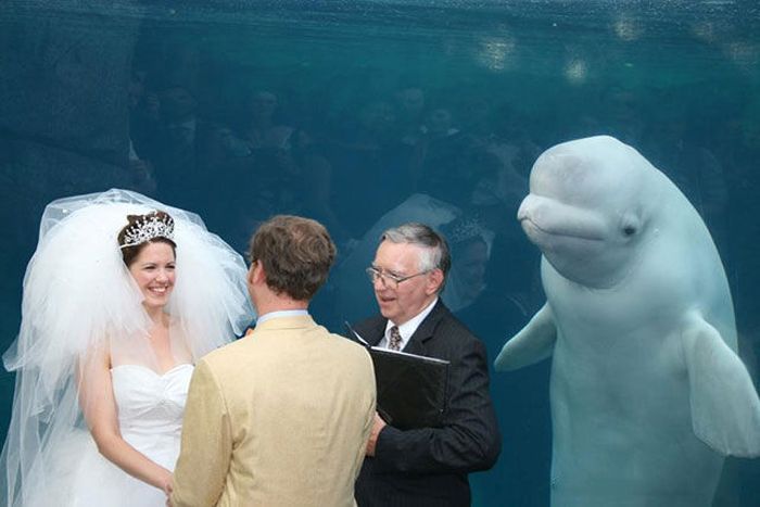 Awwww&hellip; Why didn&rsquo;t we have a beluga at OUR wedding?