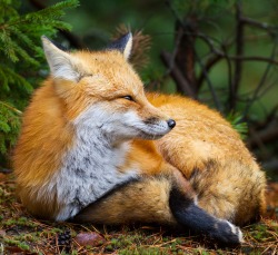 beautiful-wildlife:  Fox in the woods by Bryan