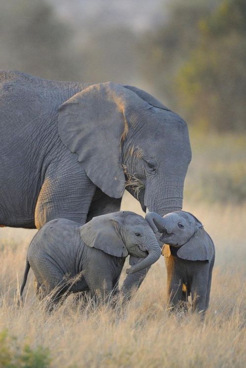 cute-dangerous:Happy twin elephant calves