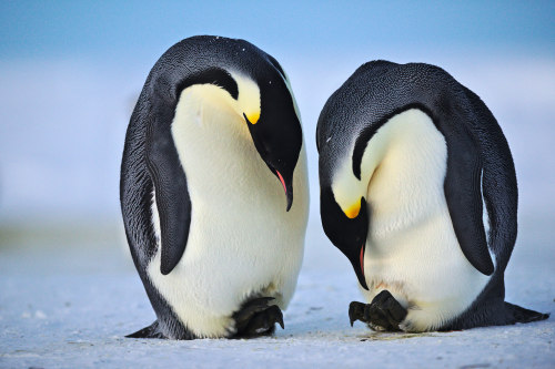  Treasure by Daniel Armbruster Via Flickr: An Emperor Penguin couple caring for their egg at the beg