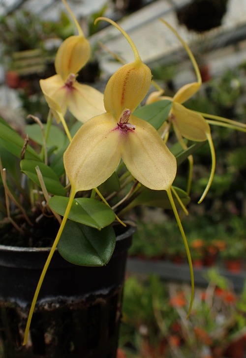 orchid-a-day:  Masdevallia dalessandroiJanuary 26, 2022