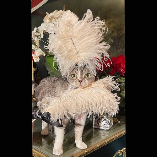 @mademewsellevonteese #showgirl #fandancer #glamourpuss #burlesque #devonrex #catsofinstagram @seq