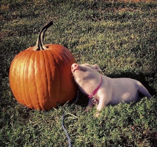 horrorandhalloween:
“When it’s finally October and you’re just loving every spooky second of it 🎃
”