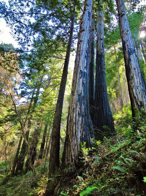 slick-vic:Red Wood Forest, Big Sur CA (VIA slick-vic)