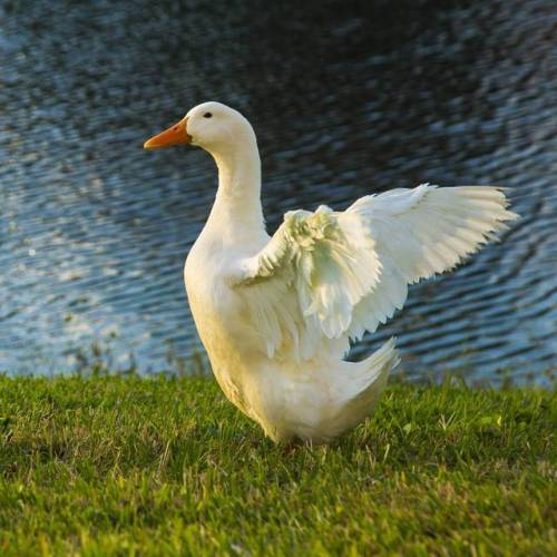 Mighty Duck#duck #ducks #mighty #bird #birds #birdsofinstagram #cool #awesome #amazing #cute #water 