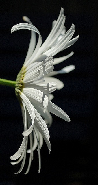 flowersgardenlove:  white black and a li Beautiful gorgeous pretty flowers 