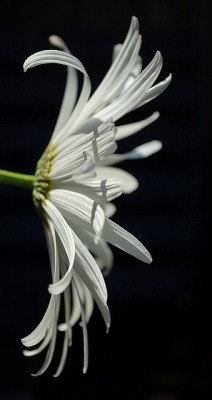 Flowersgardenlove:  White Black And A Li Beautiful Gorgeous Pretty Flowers 