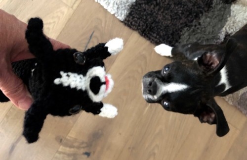 Finn meets his amigurumi Mini Me :)