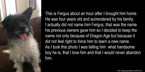 CONFESSION: This is Fergus about an hour after I brought him home. He was four years old and surrend