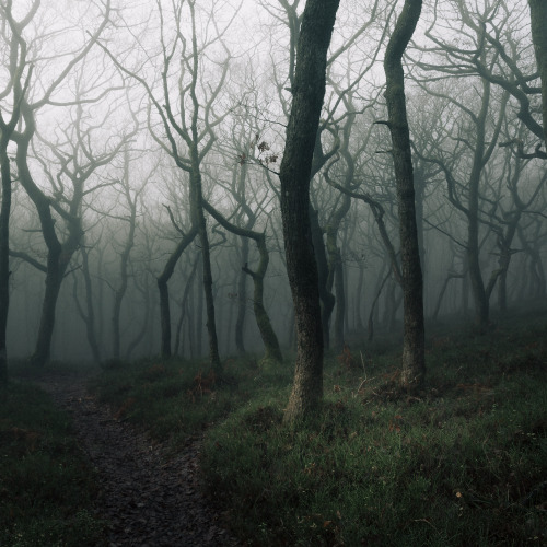 ardley:Forest Squares - SomersetPhotographed