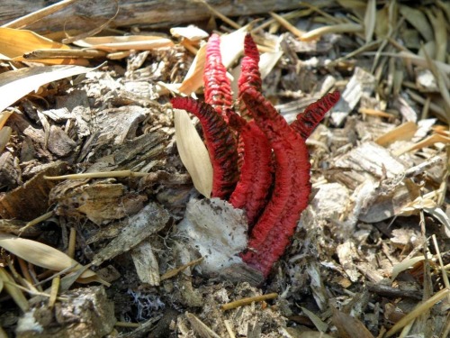 sunnysundown:  archiemcphee:  Please don’t panic, the Xenomorphs haven’t reached Earth (yet). Today the Department of Awesome Natural Wonders is checking out a fantastically freaky fungus that just happens to look like a freshly hatched alien egg.