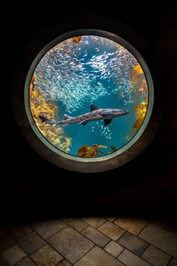 montereybayaquarium:  A porthole into Planet Ocean.