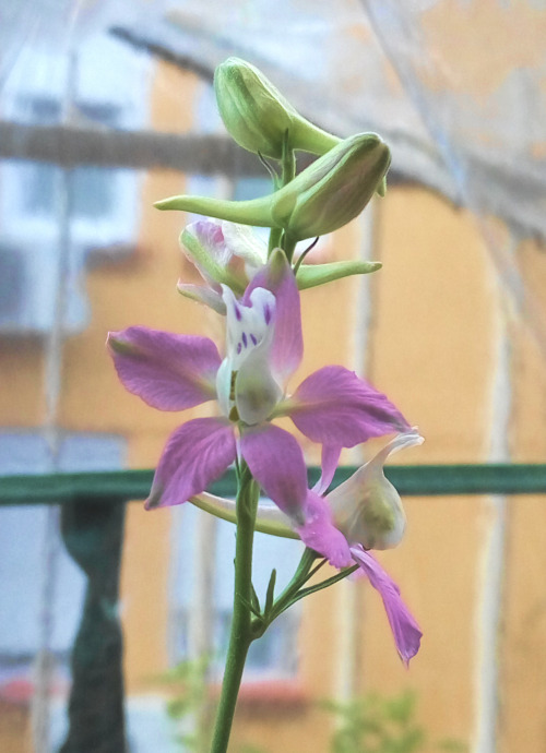 03/Jun/2016Delphinium flowers