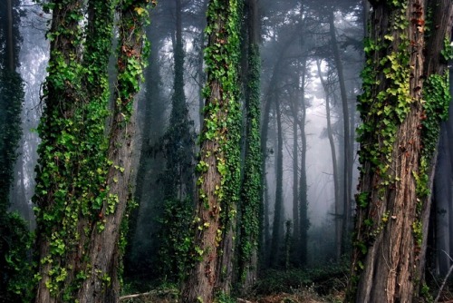 ominousplaces:cypress forest, by jody miller.