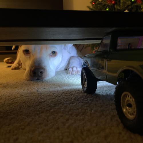 pitbullsoverload:Rocky liking the new toy.