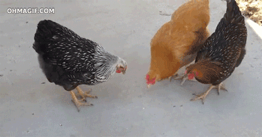clayorey:  A collection of animals chasing laser pointers, featuring…