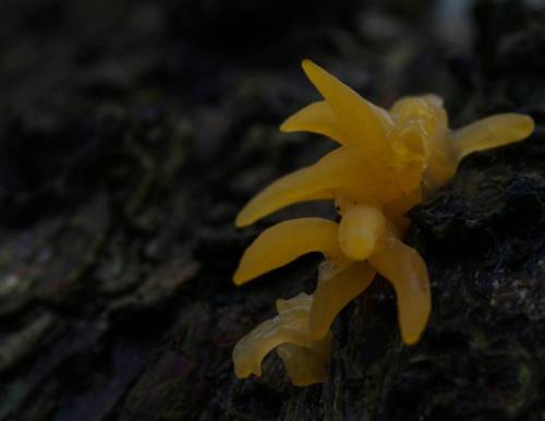 Liden guldgaffel Lat: Calocera cornea #mushroomspotting#mushroomhunting#danishmushrooms#fungi#danske