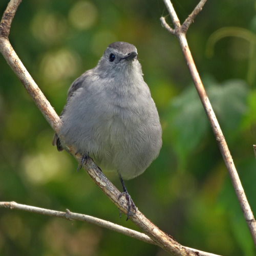 occasionallybirds:  My favorite bird photos of 2022, for @luxlit‘s Year-end Top 5 Photo Extravaganza, showcasing some of the photography talent here on tumblr, and running for 24 hours on New Year’s Day.  Well worth a look.Palm WarblerGray CatbirdCooper’s