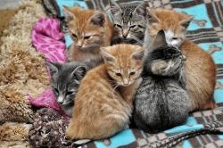 cutepetclub:  I need all these kittens. https://t.co/uxqUwYVWxi