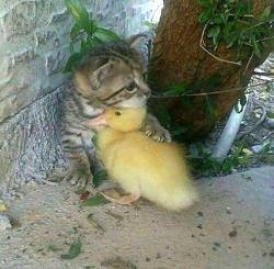 awwww-cute:  Just a kitten cuddling a duckling.